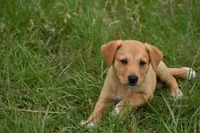 Arlo, a male Labrador Retriever for sale in Laneville, TX – 2 of 3