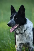 Bear, a male Border Collie for sale in Laneville, TX – 2 of 8