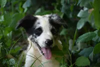 Navy, a male Border Collie for sale in Laneville, TX – 4 of 5