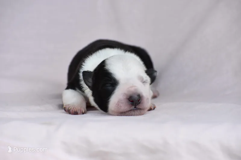 Daisy  – Border Collie puppy for sale in Laneville, TX