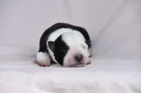 Daisy , a female Border Collie for sale in Laneville, TX – Photo 1 of 3