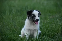Summer, a female Border Collie for sale in Laneville, TX – Photo 3 of 4