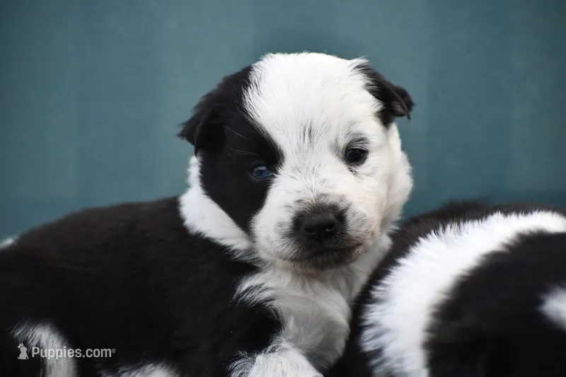 Daisy  – Border Collie puppy for sale in Laneville, TX