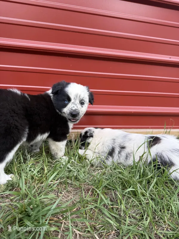 Daisy  – Border Collie puppy for sale in Laneville, TX