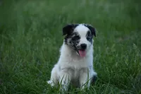 Summer, a female Border Collie for sale in Laneville, TX – Photo 4 of 4