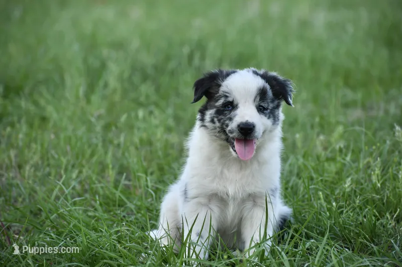 Summer – Border Collie puppy for sale in Laneville, TX