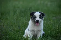 Summer, a female Border Collie for sale in Laneville, TX – Photo 2 of 4