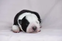 Daisy , a female Border Collie for sale in Laneville, TX – Photo 2 of 3