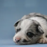 Logan, a male Border Collie for sale in Laneville, TX – Photo 4 of 5