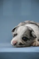 Logan, a male Border Collie for sale in Laneville, TX – Photo 4 of 5