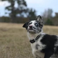 Logan, a male Border Collie for sale in Laneville, TX – Photo 5 of 5