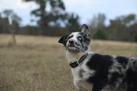 Logan, a male Border Collie for sale in Laneville, TX – Photo 5 of 5