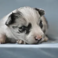 Logan, a male Border Collie for sale in Laneville, TX – Photo 3 of 5