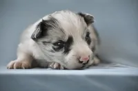 Logan, a male Border Collie for sale in Laneville, TX – Photo 3 of 5