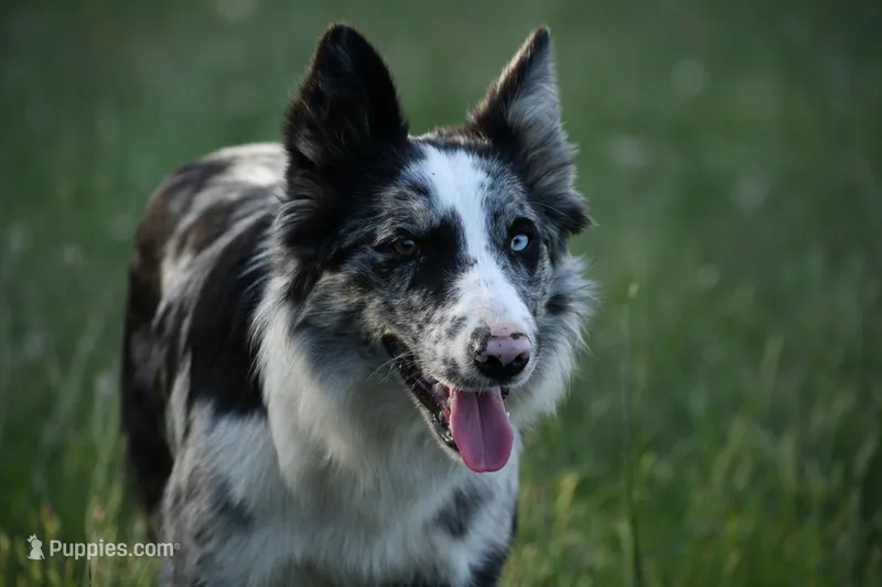 Logan – Border Collie puppy for sale in Laneville, TX