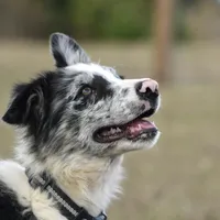 Logan, a male Border Collie for sale in Laneville, TX – Photo 1 of 5