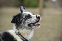Logan, a male Border Collie for sale in Laneville, TX – Photo 1 of 5