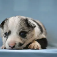 Logan, a male Border Collie for sale in Laneville, TX – Photo 2 of 5