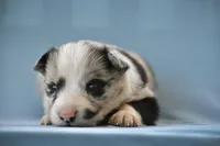 Logan, a male Border Collie for sale in Laneville, TX – Photo 2 of 5