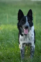 Bear, a male Border Collie for sale in Laneville, TX – 3 of 8
