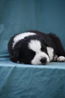 Rex, a male Border Collie for sale in Laneville, TX – Photo 8 of 8