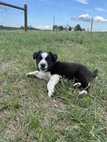 Rex, a male Border Collie for sale in Laneville, TX – Photo 6 of 8