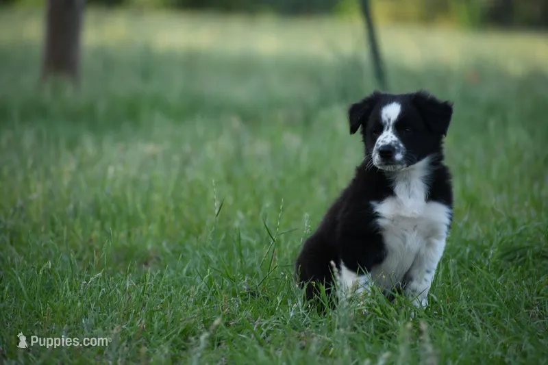Rex – Border Collie puppy for sale in Laneville, TX
