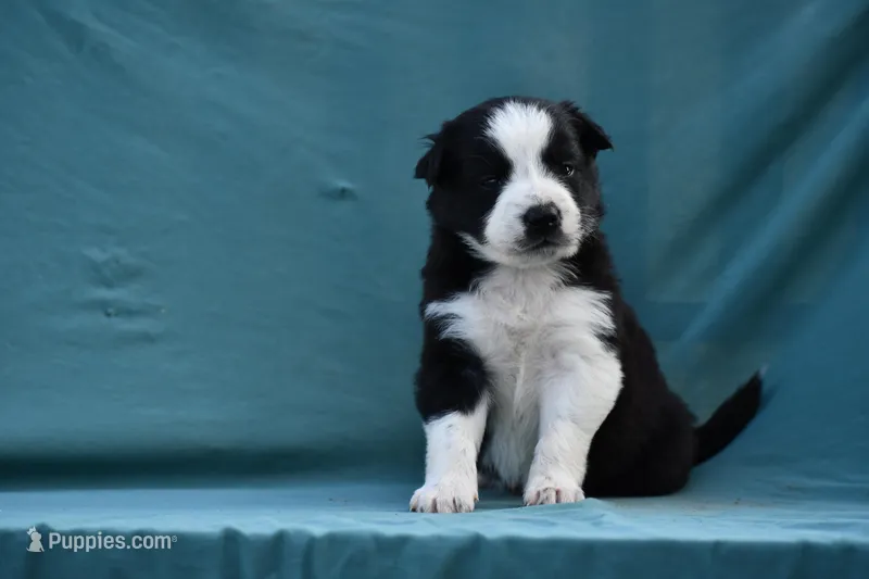 Rex – Border Collie puppy for sale in Laneville, TX