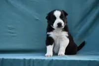 Rex, a male Border Collie for sale in Laneville, TX – Photo 4 of 8