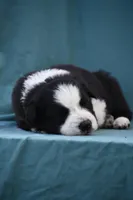 Rex, a male Border Collie for sale in Laneville, TX – Photo 5 of 8