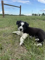 Rex, a male Border Collie for sale in Laneville, TX – Photo 2 of 8