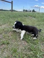 Rex, a male Border Collie for sale in Laneville, TX – Photo 7 of 8