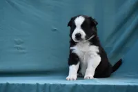 Rex, a male Border Collie for sale in Laneville, TX – Photo 3 of 8