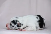 Navy, a male Border Collie for sale in Laneville, TX – Photo 2 of 2