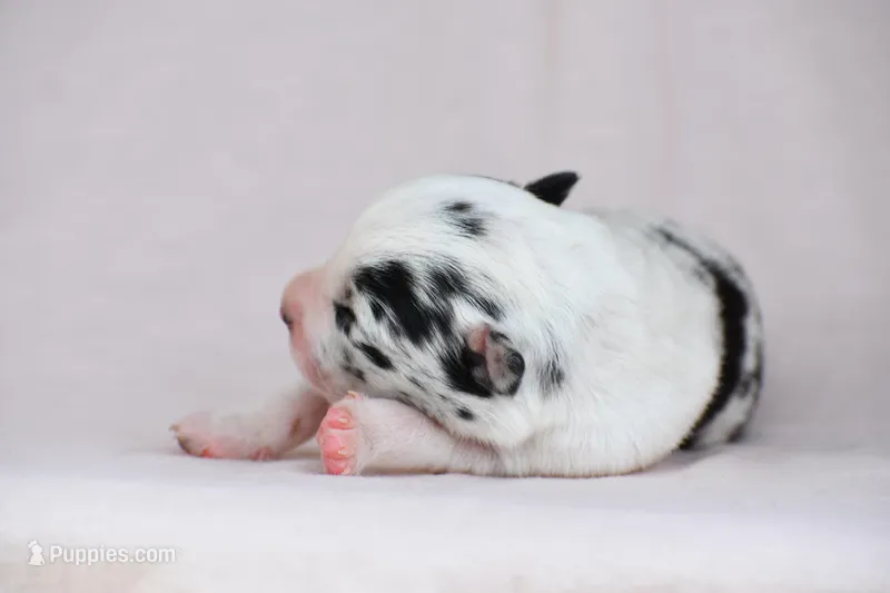 Navy, a male Border Collie for sale in Laneville, TX – Photo 1 of 2