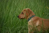 Arlo, a male Labrador Retriever for sale in Laneville, TX – 2 of 3