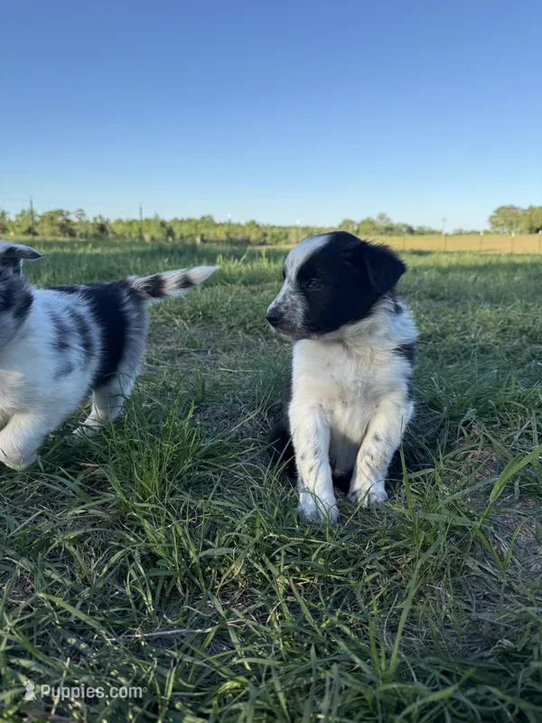May – Border Collie puppy for sale in Laneville, TX