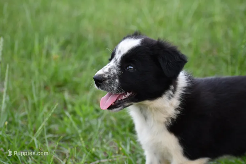 May – Border Collie puppy for sale in Laneville, TX