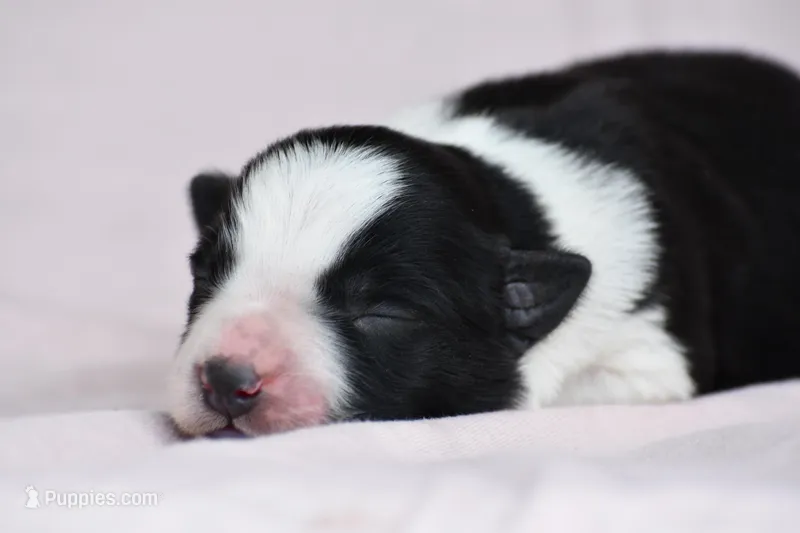 May – Border Collie puppy for sale in Laneville, TX