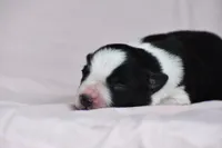 May, a female Border Collie for sale in Laneville, TX – Photo 3 of 3