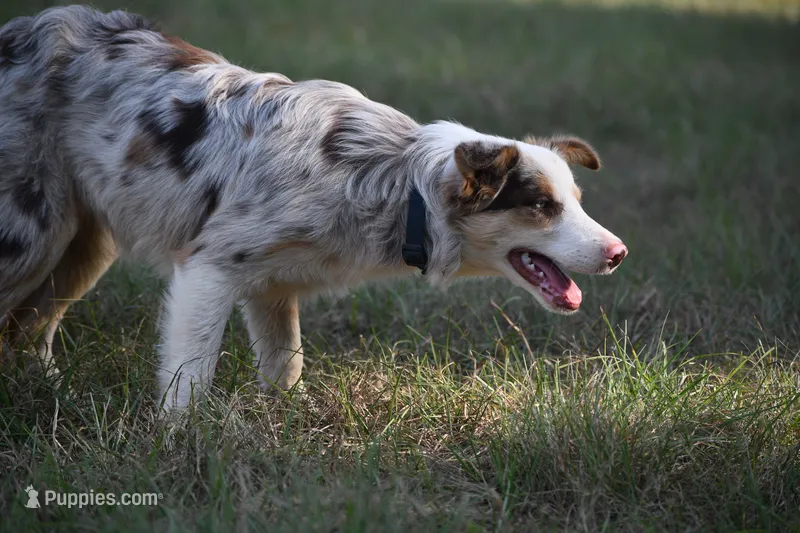 Princess – Border Collie puppy for sale in Laneville, TX