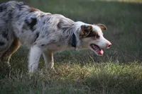 Princess, a female Border Collie for sale in Laneville, TX – 1 of 3
