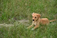 Arlo, a male Labrador Retriever for sale in Laneville, TX – 3 of 3
