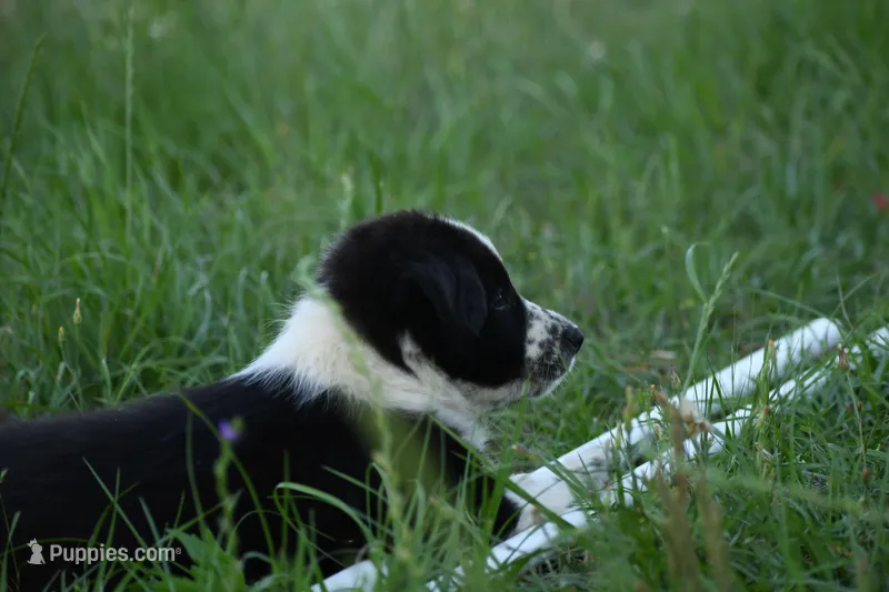 Ranger – Border Collie puppy for sale in Laneville, TX