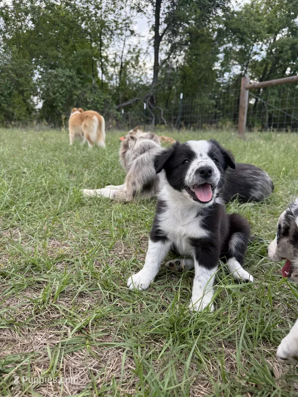 Ranger – Border Collie puppy for sale in Laneville, TX