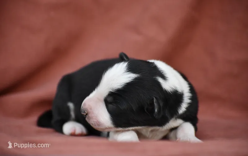 Ranger – Border Collie puppy for sale in Laneville, TX