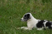 Navy, a male Border Collie for sale in Laneville, TX – 2 of 3