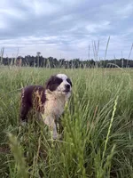 Max, a male Border Collie for sale in Laneville, TX – 2 of 3