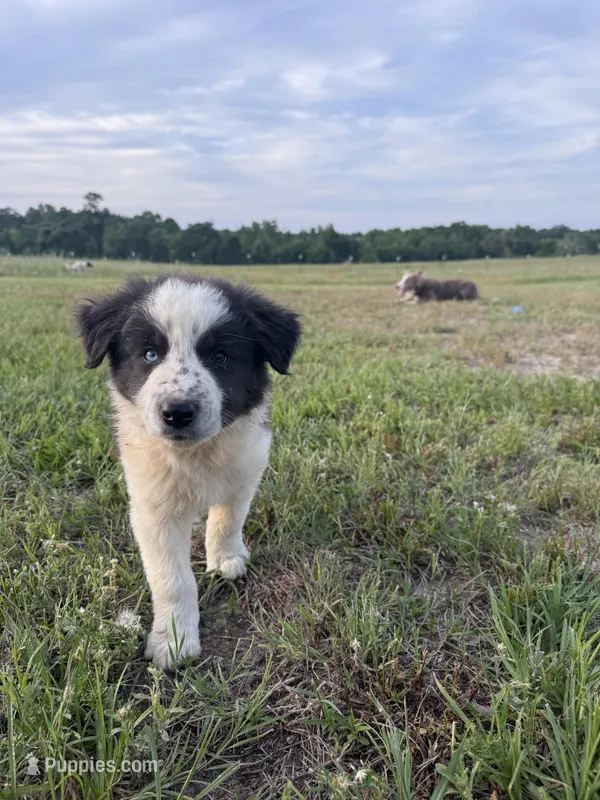 Max – Border Collie puppy for sale in Laneville, TX