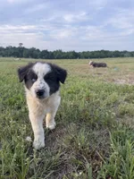 Max, a male Border Collie for sale in Laneville, TX – 1 of 3
